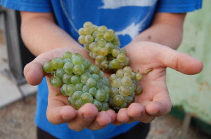 Riesling Grapes 2016 Harvest