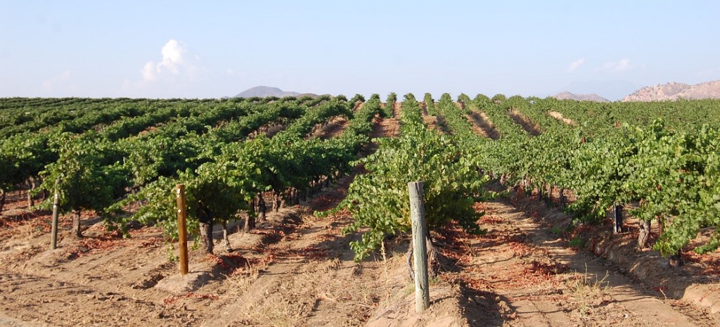 Baily Estate Berenda Road Vineyard